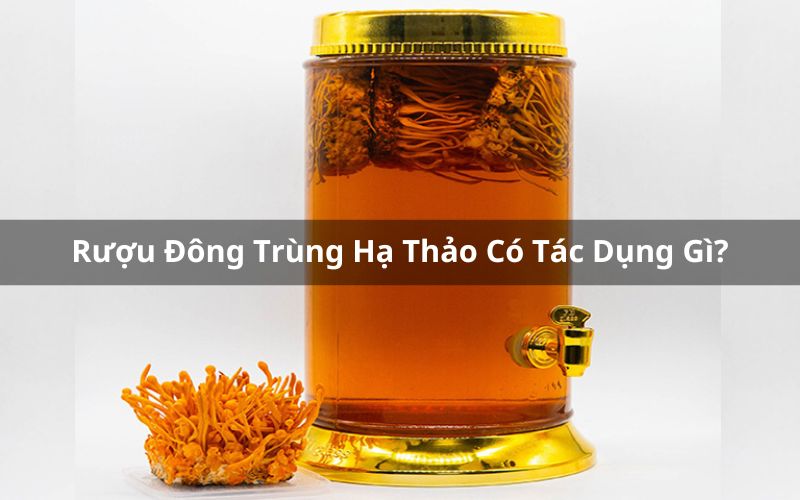 Rượu Đông Trùng Hạ Thảo Có Tác Dụng Gì? Hướng Dẫn Cách Dùng Đúng