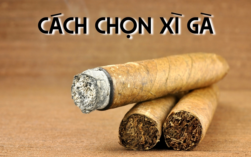 Hướng Dẫn Cách Chọn Xì Gà Đúng Chuẩn Cho Người Mới Bắt Đầu